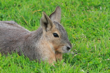 Patagonian mara