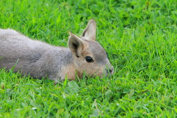 A young Patagonian mara