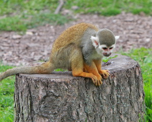 squirrel monkey