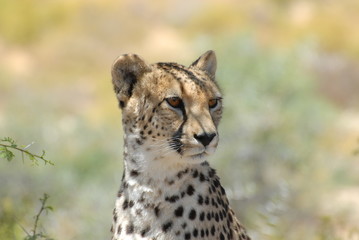 Cheetah
