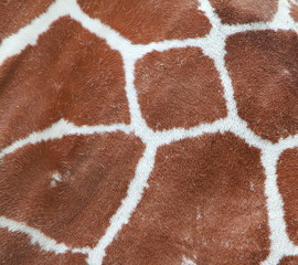 giraffe coat pattern