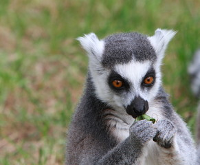 ring tailed lemur
