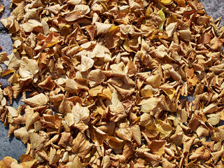 Autumn winter leaves