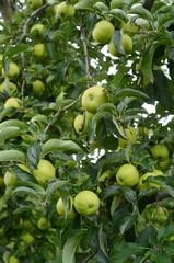 Apfelbaum voller Früchte