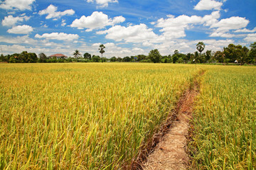 Harvest rice field with footpath against blue sky