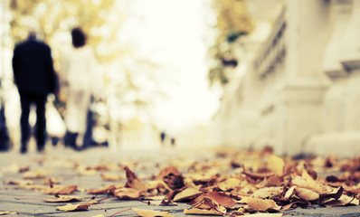 Autumn in the city park