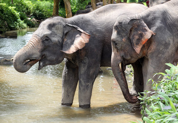 two elephant forming a couple