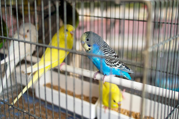 Naklejka premium Budgies, budgerigars for sale as pets on market stall, Italy. Fo