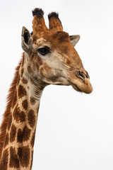 giraffes head