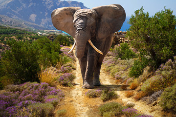 African elephant walking on the road