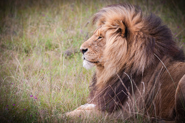 lion profile