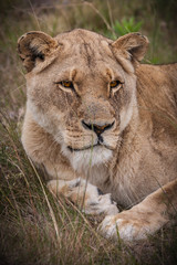 Naklejka premium lioness gaze