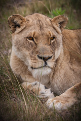 lioness gaze