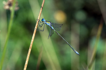 Damselfly