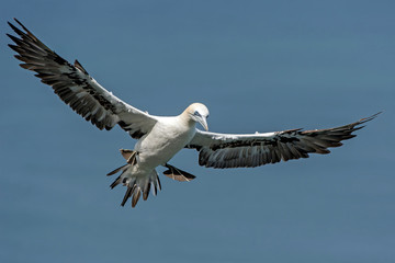 Gannet