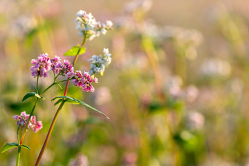 Buckwheat field in Blossom