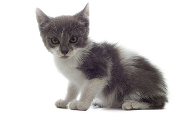 Fototapeta premium little kitten looks