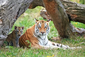 Papier Peint photo Tigre Tigre du Bengale (Panthera tigris tigris)