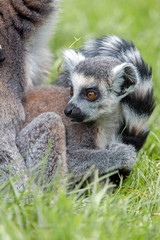 Baby Ring-Tailed Lemur