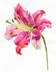 Watercolor lily - 69999004
