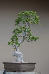 Crédence de cuisine en verre imprimé Bonsaï un bonsai