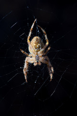Common Orb Weaver Spider
