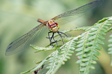 Dragonfly
