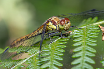 Dragonfly