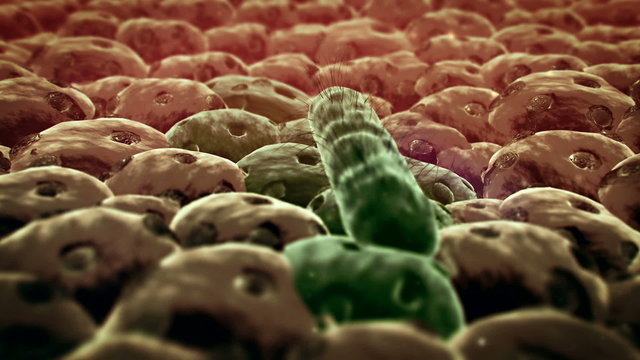 bacteria, cells