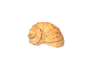 beautiful seashell isolated on white background.