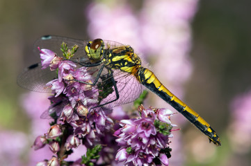 Dragonfly
