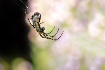 Common Orb Weaver Spider