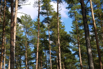 Fototapeta premium pine tree forest