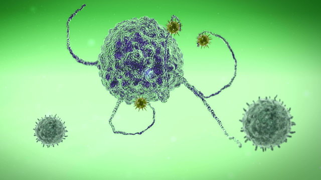 Phagocyte and virus