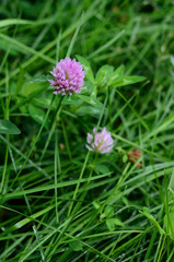 Clover flower in green grass