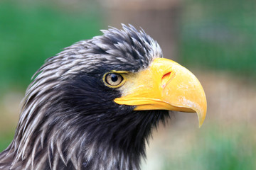head of big black eagle