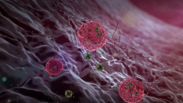 Phagocyte and virus