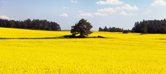 field of rapeseed - plant for green energy