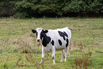 Naklejka na ściany i meble cow on a meadow