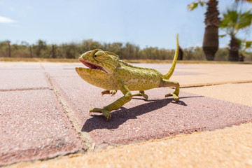 Juvenile Chameleon on a promenade in Andalusia, Spain © Christine Bird