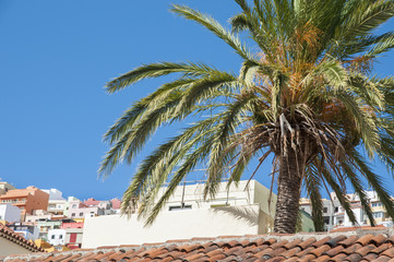 Fototapeta na wymiar caribbean with palms