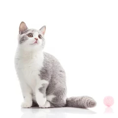 Papier Peint photo autocollant Chat British shorthair cat on a white background. british cat isolate