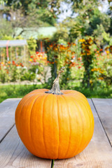 Pumpkins on wooden table in the garden