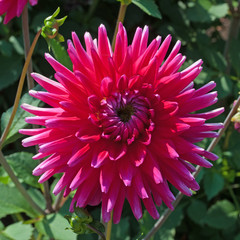 Dahlie