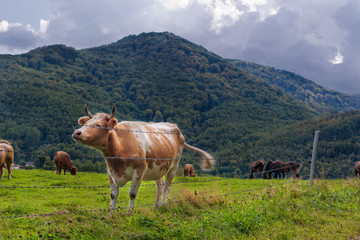 Fototapeta na wymiar Cow in Mountain Meadow.