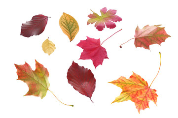 Selection of autumn leaves in various shapes - obrazy, fototapety, plakaty