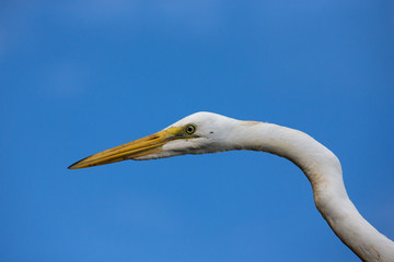 Portrait of a White Heron