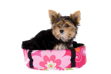 Yorkshire Terrier in her basket
