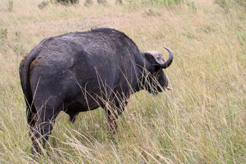 Obraz premium Buffle de dos