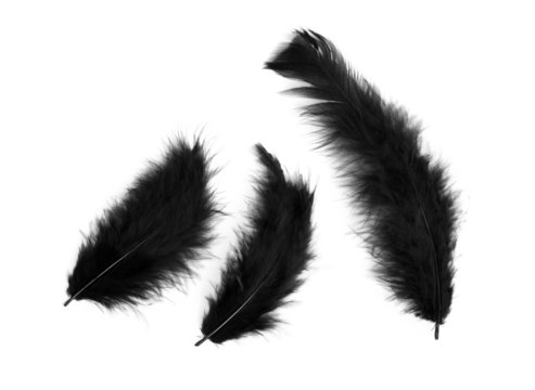 Black Feathers Images – Browse 1,235,726 Stock Photos, Vectors, and Video